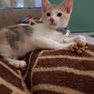 Lost Cat Cinnamon