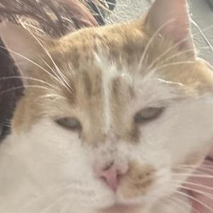 Lost Cat Madden