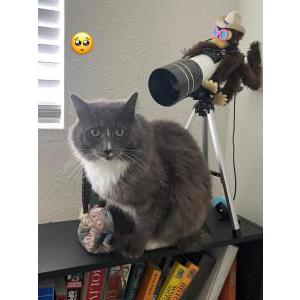 Lost Cat Albert