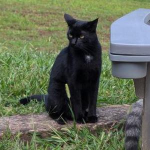 Lost Cat Apollo