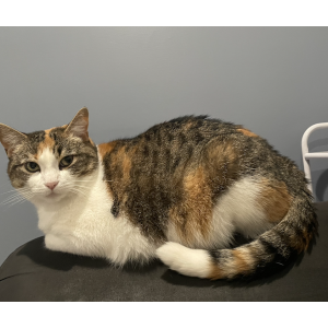 Lost Cat Kitty