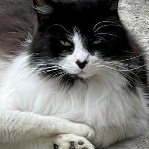 Lost Cat Theodore