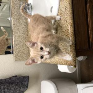 Image of Unknown, Found Cat
