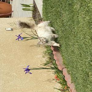 Lost Cat Izzy