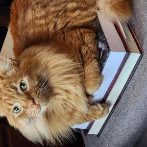 Lost Cat Pumpkin