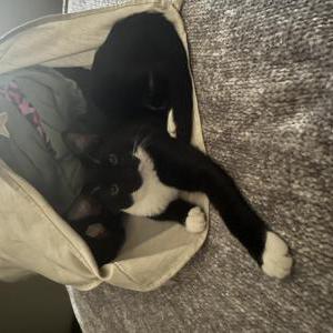Lost Cat Houdini
