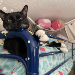 Lost Cat Zarina