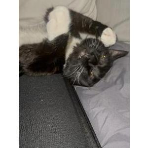 2nd Image of Zarina, Lost Cat