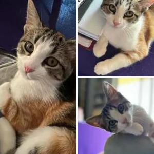 Lost Cat Saturn