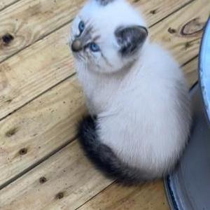 Lost Cat Mapache