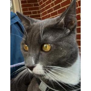Lost Cat Rambo