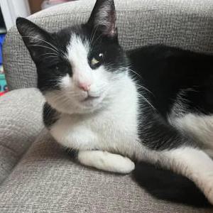 Lost Cat Thor