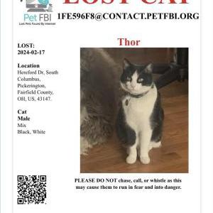 2nd Image of Thor, Lost Cat