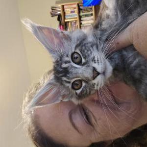 Lost Cat Stormie