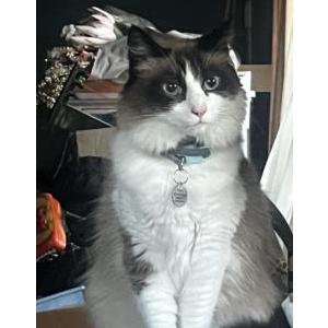 Lost Cat Indigo