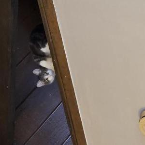 Lost Cat Suki