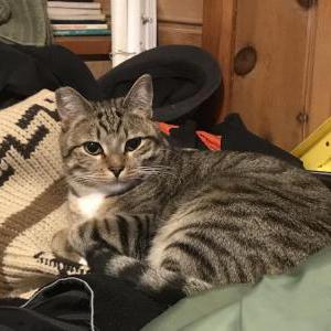 Lost Cat dumpstah kat