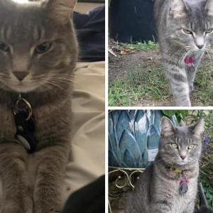 Lost Cat Marceline