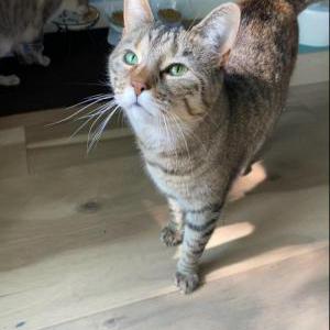 Lost Cat Zoey Catchatail