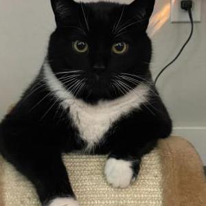 Lost Cat Lou