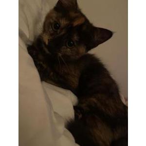 Lost Cat Tinker