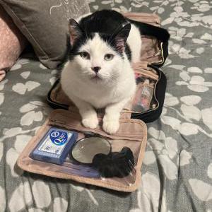 Lost Cat Kitty