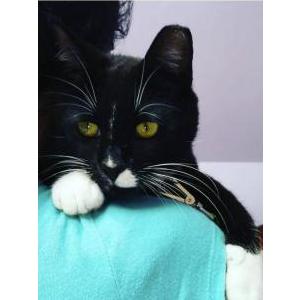 Lost Cat Dublin