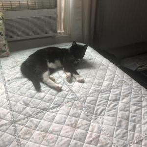 2nd Image of Dublin, Lost Cat