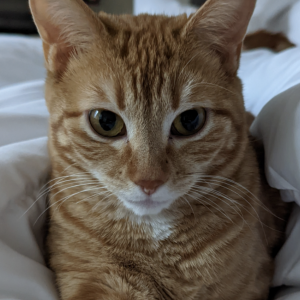 Lost Cat Borisa