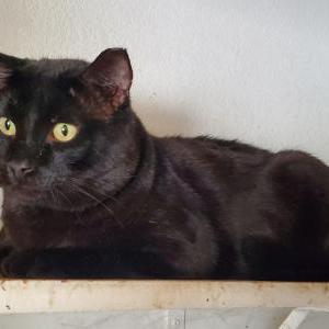 Lost Cat Poppi