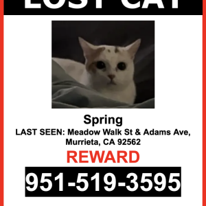 Lost Cat Spring