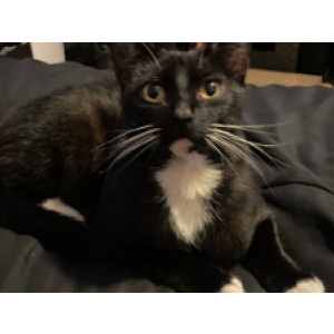 Lost Cat Catherine Jimenez