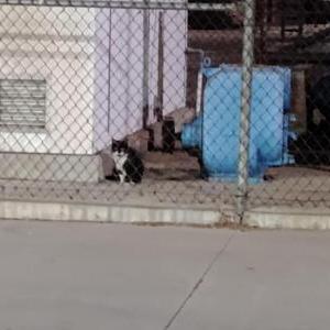 Found Cat unknown