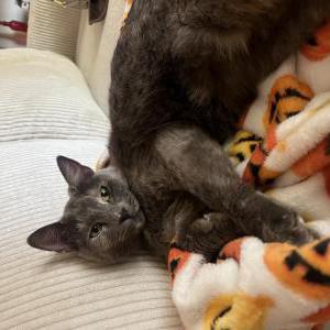 Lost Cat Gamora