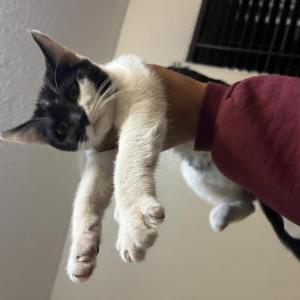 Found Cat Unknown