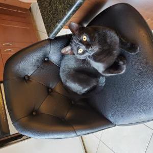 Lost Cat Mochi