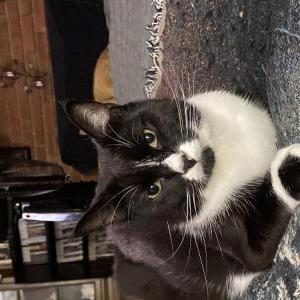 Lost Cat Link