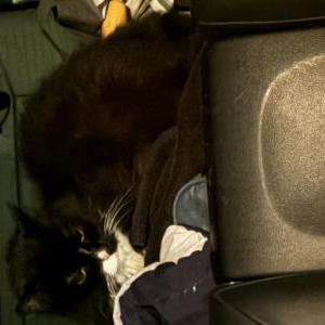 Lost Cat Socks