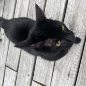 Lost Cat Maze