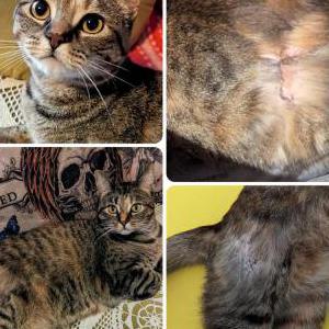 Lost Cat Evie