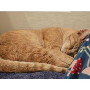 Found Cat Unknown