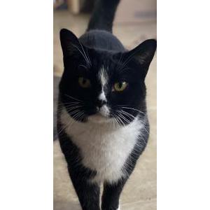 Image of Ellie, Lost Cat