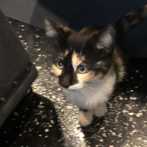 Lost Cat Trixie