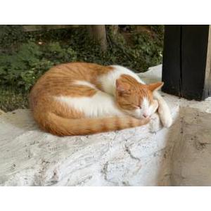 Lost Cat O.B.