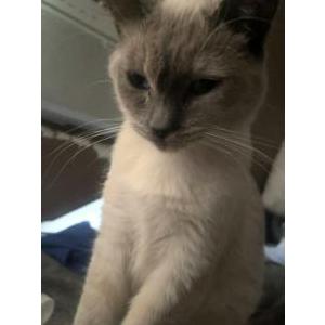 Image of Nosey Rosey, Lost Cat