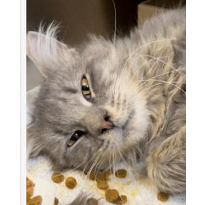 Lost Cat Theodore
