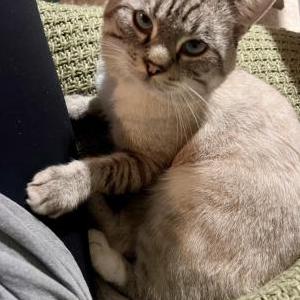 Lost Cat Barley