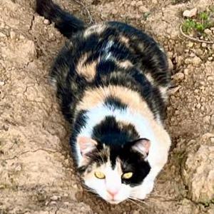 Lost Cat Bella