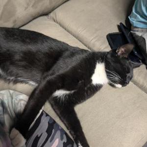 Lost Cat Ace