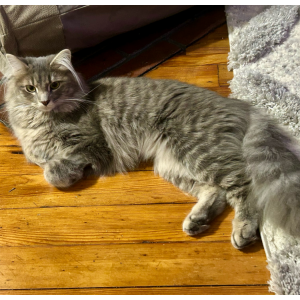 Image of Roland, Lost Cat